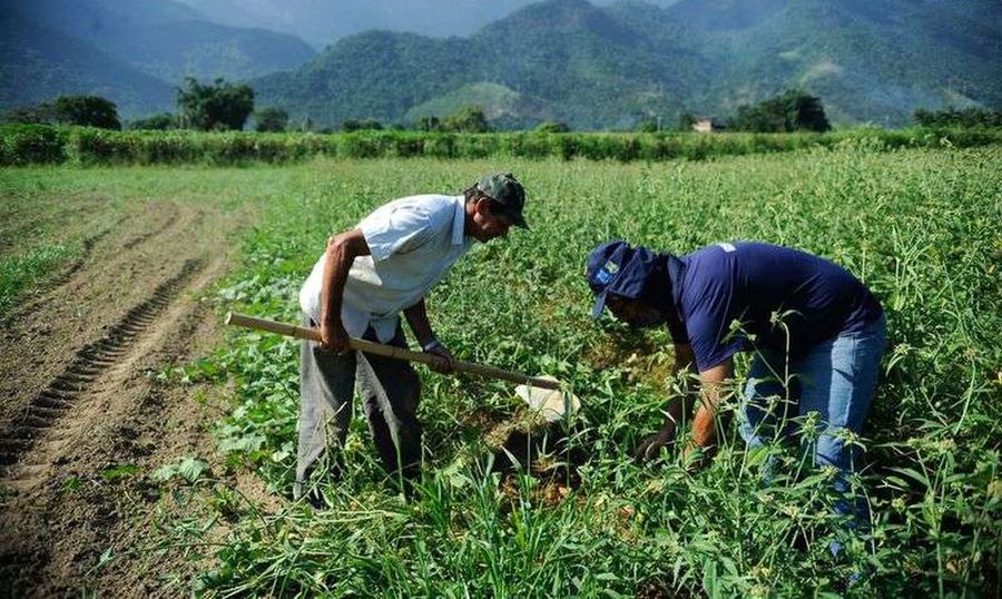 Center 905655 batata biofortificada 4085 0