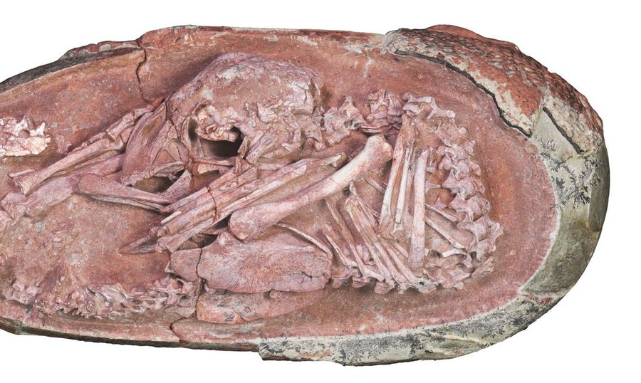 Center 2021 12 22t130216z 1274009608 rc2pjr9f58io rtrmadp 3 china dinosaur discovery