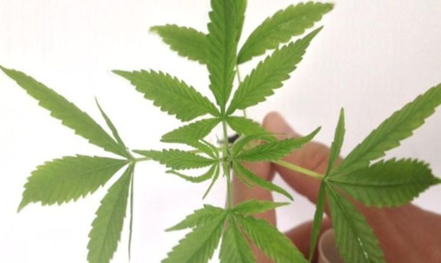 Center folha maconha divulgacao policia federal