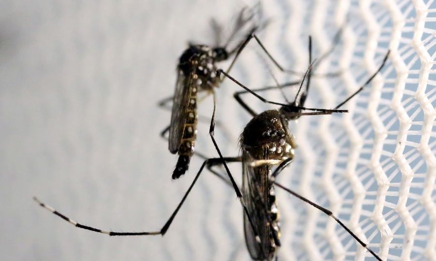 Center mosquitos aedes aegypti dengue