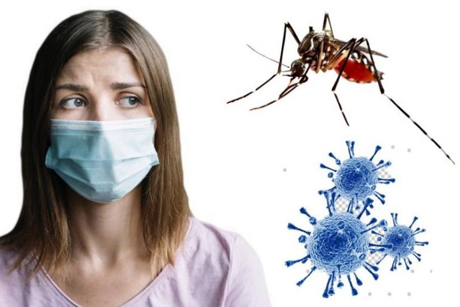 Center 34421 dengue corona 768x513