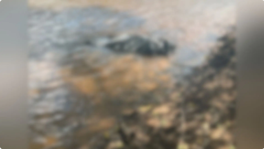 Cb image default