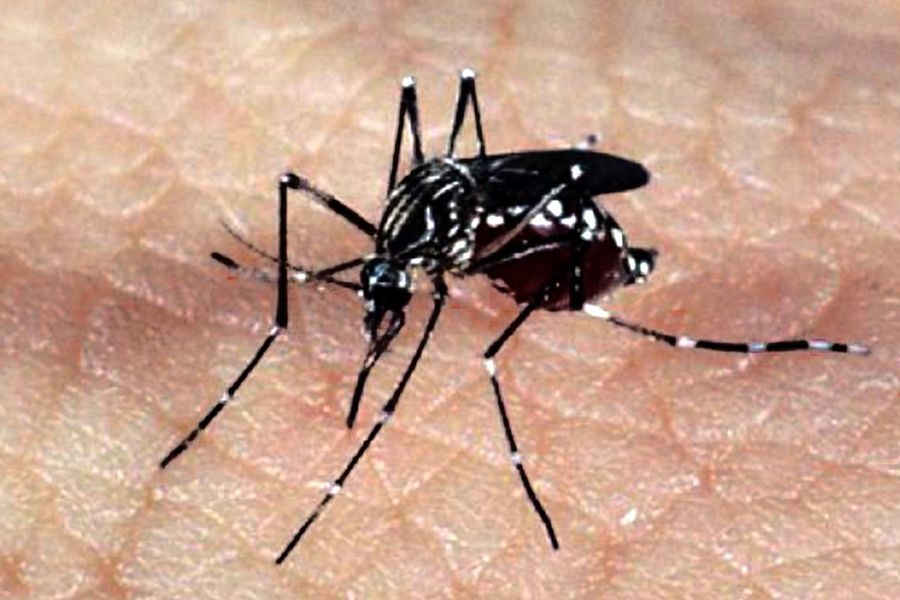 Center aedes dengue zika