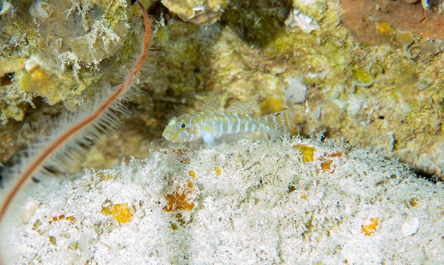 Center psilotris sp. lar7001 by luiz a rocha