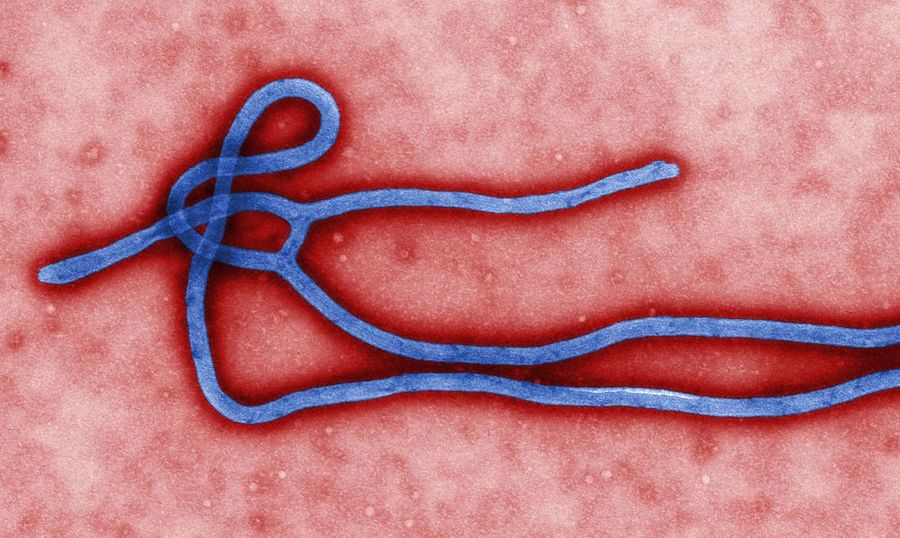 Center ebola virus virion