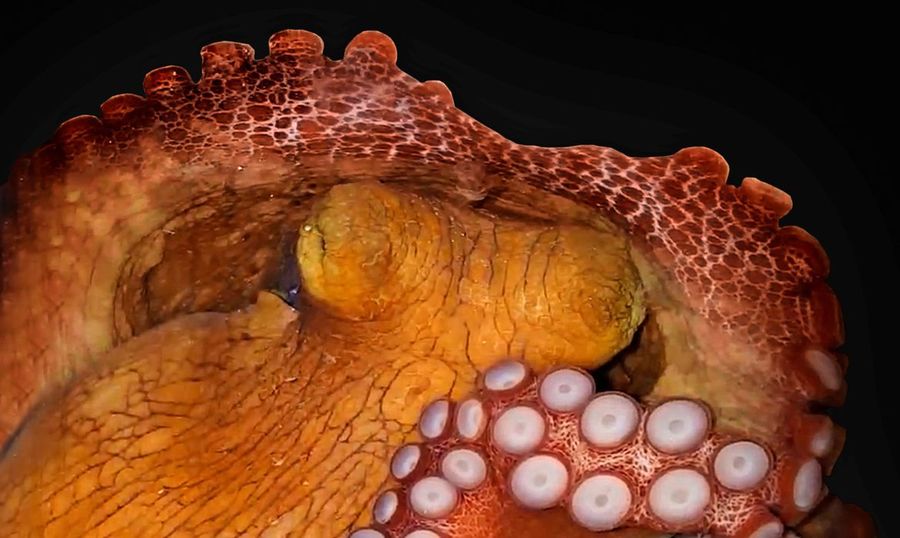 Center 2021 03 25t213701z 406162019 rc2lim9andhj rtrmadp 3 science octopus 0