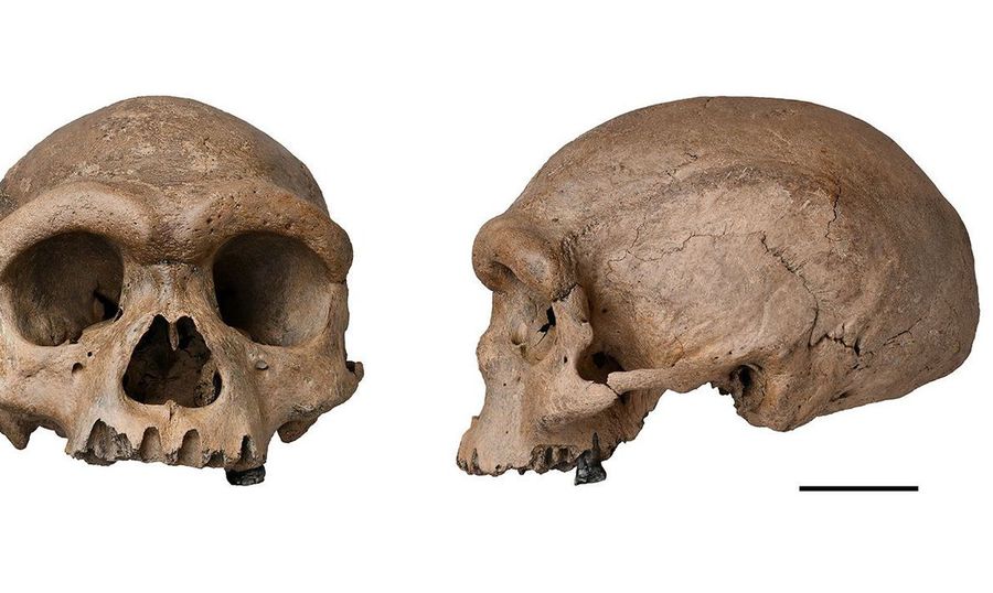 Center hominin skull 1280x720