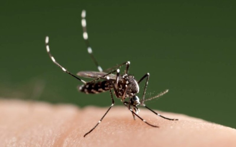 Mosquitoantidengue