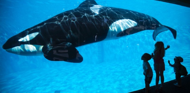 10nov2015 criancas olham uma baleia orca no parque seaworld em san diego na california eua 1447162804903 615x300