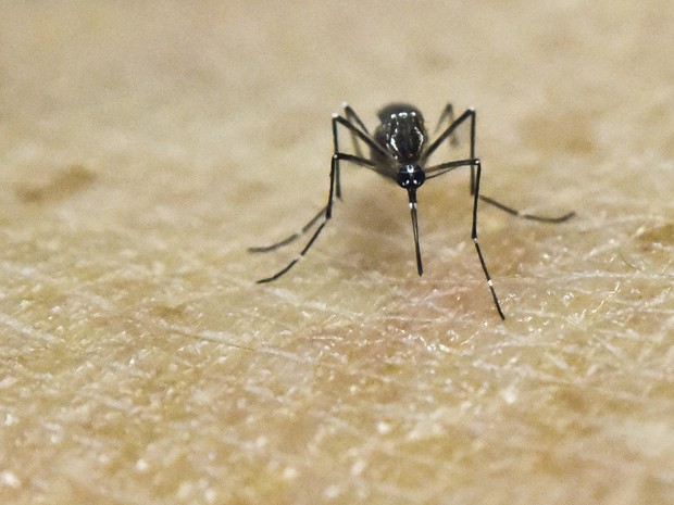 Aedes aegypti