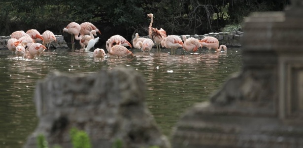 15jul2012 grupo de flamingos aproveita o dia em lago de zoologico de buenos aires na argentina 1342366501216 615x300