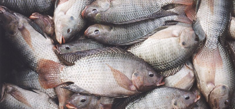 Tilapia farming 2