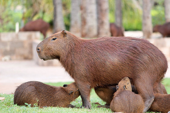 Capivara 001