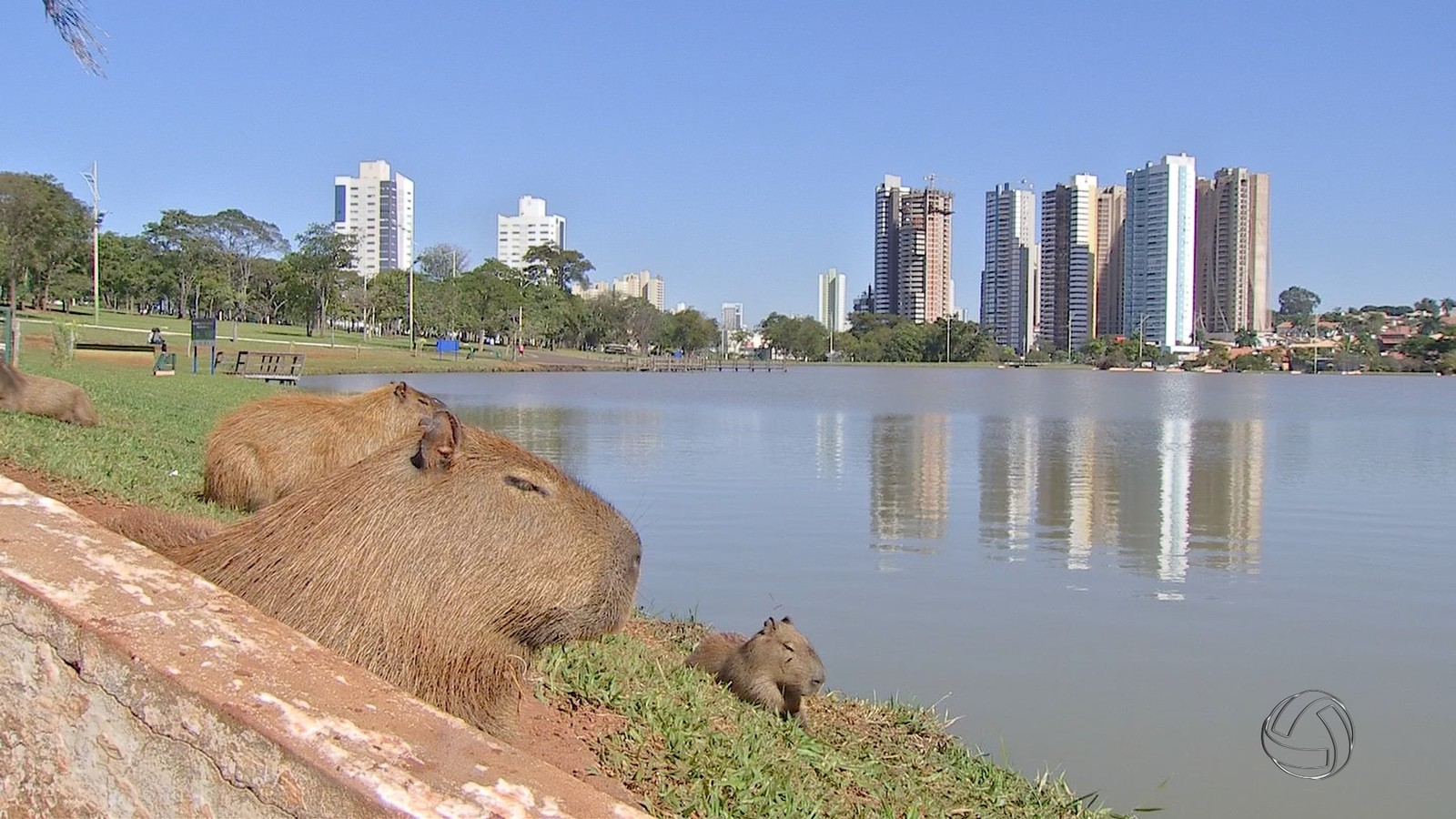 Campo grande