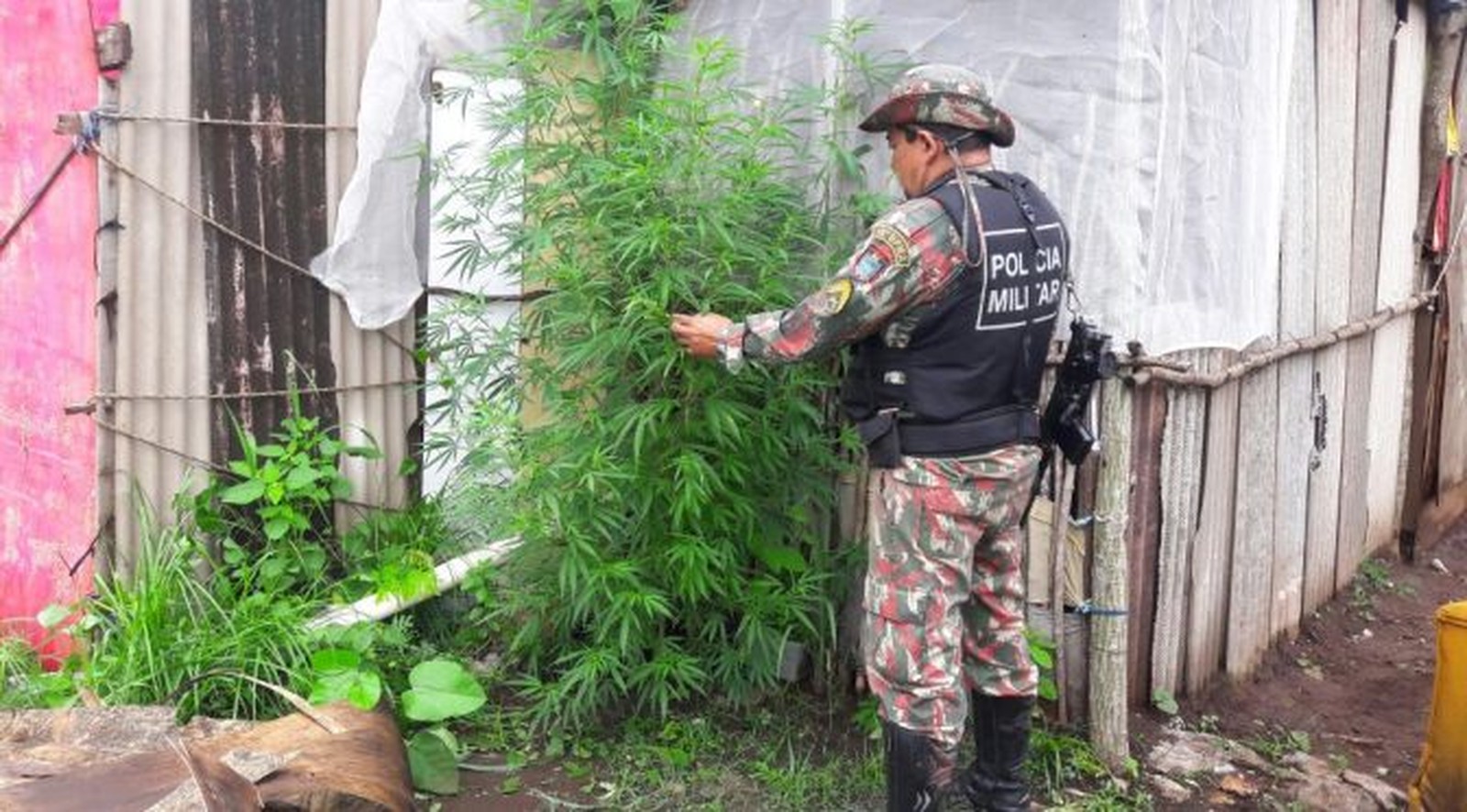Maconha