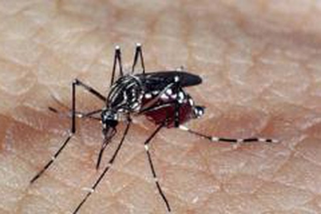 Aedes dengue 1