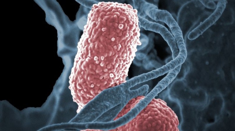 A human neutrophil interacting with klebsiella pneumoniae pink a multidrug resistant bacterium that causes severe hospital infections. credit niaid attribution 2.0 generic cc by 2.0 1