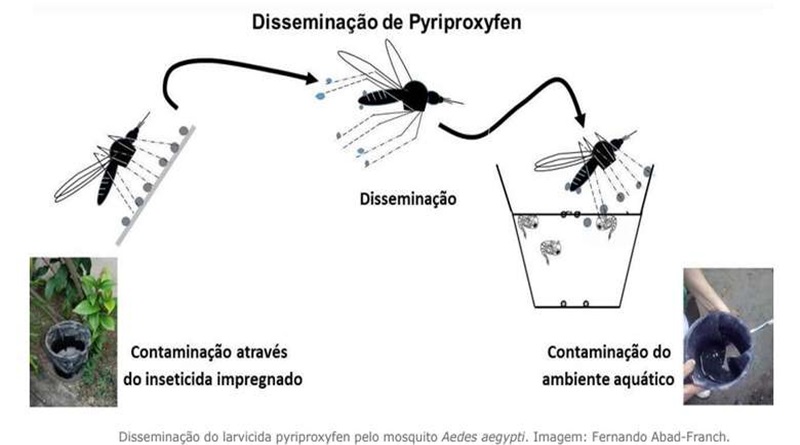 Dengue 2