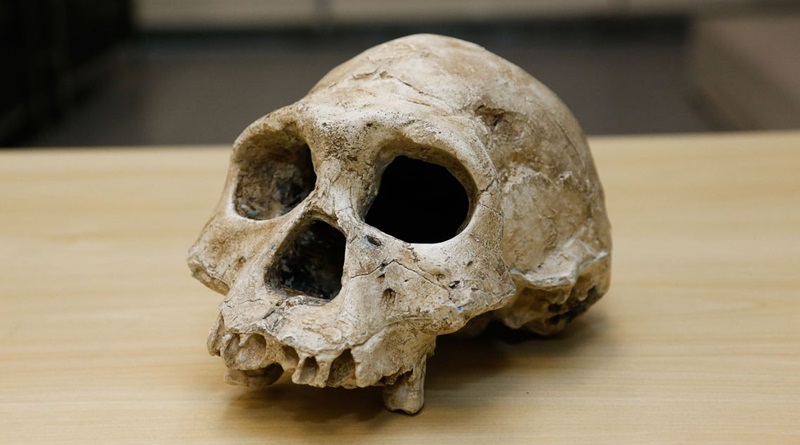 Homo erectus 255 19 foto cecilia bastos 02