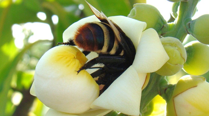 Flor de bertholletia