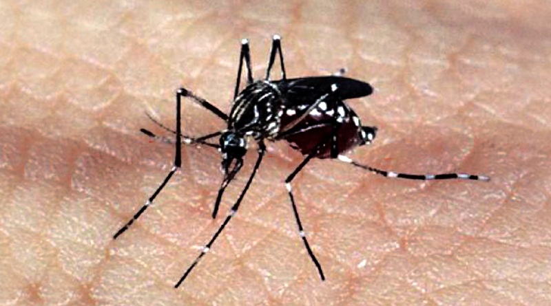 Aedes dengue zika