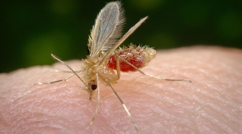 Mosquito